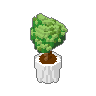 Potted Ficus
