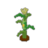 Corn Stalk