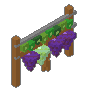 Grape Vine