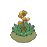 Century Plant 03