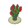 Ocotillo 01