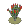 Ocotillo 03