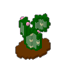 Prickly Pear 01