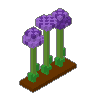 Allium Row 01