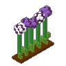 Allium Row 02
