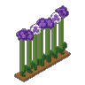 Allium Row 03