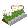 Daisy Border 01