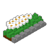 Daisy Border 02