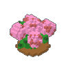 Hydrangea 02