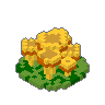 Chanterelle