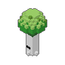 Birch 01