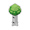 Birch 02