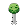 Birch 03
