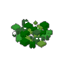 Clover 02