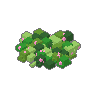 Clover 03