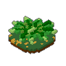 Fern 03