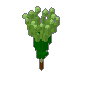 Kelp 03