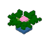 Water Lily 03